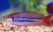 gull Fiskur Dvergur Rainbowfish (Melanotaenia maccullochi) mynd