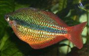 Goud Vis Vorstelijke Rainbowfish (Melanotaenia trifasciata) foto