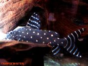 плямісты Рыба Синодонтис Анёл (Зорчаты Синодонтис) (Synodontis angelicus) фота