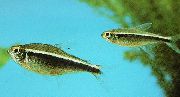 Randig Fisk Svart Neontetra (Hyphessobrycon herbertaxelrodi) foto