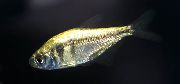 Oro Pescado Tetra Amarilla (Hyphessobrycon bifasciatus) foto