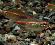 aquarium fish Glowlight Tetra Hemigrammus erythrozonus gold