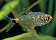 ვერცხლის თევზი თავი და კუდი მსუბუქი Tetra (Hemigrammus ocellifer) ფოტო