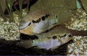 Brun Fisk Krobia Itanyi (Aequidens itany, Krobia itanyi) foto