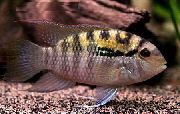 Акара Перуанська Смугастий Риба