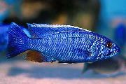 Modrý Ryby Petrolejově Modrá Hap, Petrolejově Modrá Cichlid (Sciaenochromis fryeri) fotografie
