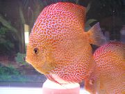 მყივანი თევზი წითელი განხილვა (Symphysodon discus) ფოტო