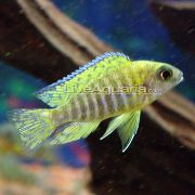 ზოლიანი თევზი ლურჯი ფარშევანგი Cichlid (Aulonocara nyassae) ფოტო