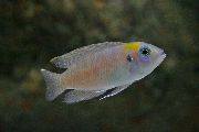 Neolamprologus短 银 鱼