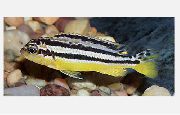 Listrado Peixe Golden Mbuna (Melanochromis auratus) foto