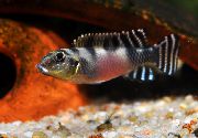 Nanochromis Transvestitus Ποικιλόχρους ψάρι