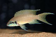 brun Fisk Lyretail Cichlid, Prinsesse Cichlid (Neolamprologus brichardi, Lamprologus brichardi) bilde