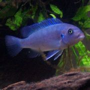 Зебра Цицхлид светло плава Риба