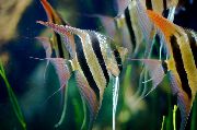 Listrado Peixe Altum Angelfish (Pterophyllum altum Pellegrin) foto