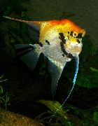aquarium fish Angelfish scalare Pterophyllum scalare motley