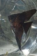 Μαύρος ψάρι Αγγελόψαρα Scalare (Pterophyllum scalare) φωτογραφία
