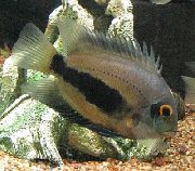 aquarium fish Uaru Cichlid Uaru amphiacanthoides striped