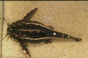 Randig Fisk Acanthodoras Spinosissimus  foto