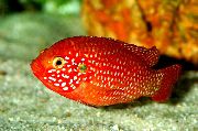 红 鱼 红色宝石鲷 (Hemichromis lifalili) 照片