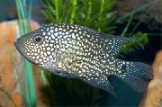 Getupft Fisch Texas Cichlid (Cichlasoma cyanoguttatum) foto