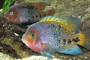 rengârenk Balık Cichlasoma Synspilum  fotoğraf
