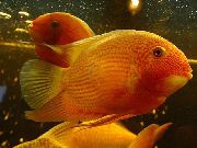 aquarium fish Severum Cichlasoma severum, Heros serverus red