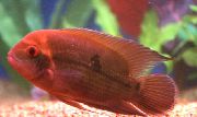Červená Ryby Čokoláda Cichlid, Smaragdová Cichlid (Cichlasoma temporale, Hypselecara Temporalis) fotografie
