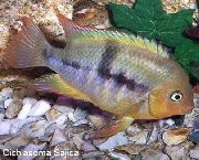 ზოლიანი თევზი T-ბარი Cichlid (Cichlasoma sajica, Archocentrus sajica) ფოტო