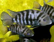 Смугастий Риба Цихлазома Чернополосая (Цихлазома-Зебра) (Archocentrus nigrofasciatus, Cichlasoma nigrofasciatum) фото