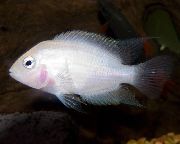 aquarium fish Convict Cichlid Archocentrus nigrofasciatus, Cichlasoma nigrofasciatum pink