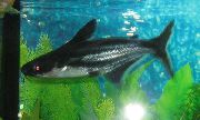 sølv Fisk Skimrende Hai Steinbit (Pangasius sutchi) bilde