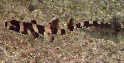 Listrado Peixe Brown-Banded Bamboo Cat Shark (Chiloscyllium punctatum) foto