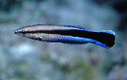 aquarium fish Yellowtail tubelip Labroides dimidiatus striped