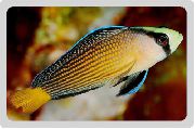 Tacheté poisson Splendide Dottyback (Pseudochromis splendens) photo
