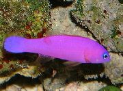 purpurs Zivs Violeta Dottyback (Pseudochromis porphyreus) foto