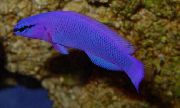 紫 鱼 兰多点的回 (Pseudochromis fridmani) 照片