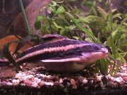 Dungi Pește Dungi Somn Raphael (Platydoras costatus) fotografie