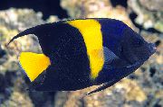 Asfur Angelfish Blu Pesce