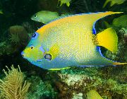 Broget Fisk Dronning Angelfish (Holacanthus ciliaris) foto