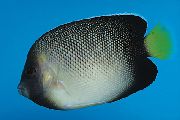 Apolemichthys Xanthotis Στίγματα ψάρι