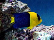Bicolor Angelfish rengârenk Balık