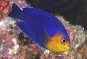 Blu Pesce Pigmeo (Cherubino) Scalari (Centropyge argi) foto
