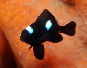 Schwarz Fisch Dreipunktdomino Damselfish (Dascyllus trimaculatus) foto