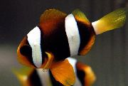 Listrado Peixe Clarkii Clownfish (Amphiprion clarkii) foto
