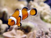aquarium fish Ocellaris Clownfish Amphiprion ocellaris striped