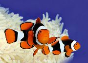 aquarium fish True Percula Clownfish Amphiprion percula striped