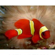 Yellowstripe Maroon Clownfish pruhované Ryby