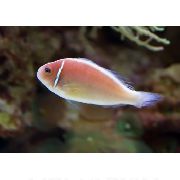 Ružičasta Tvor Clownfish roze Riba