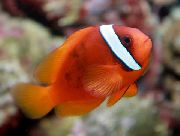 Vermelho Peixe Tomato Clownfish (Amphiprion frenatus) foto