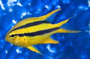 Juodažiotį Bicolor Chromis dryžuotas Žuvis
